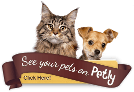 See your pets on Petly. Click Here!