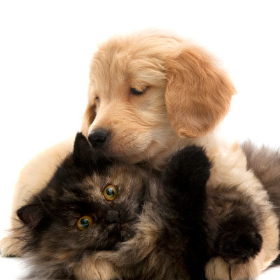Puppy hugging kitten
