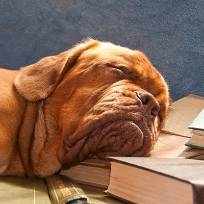Dog asleep on books