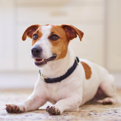 Jack russel terrier laying on the floor