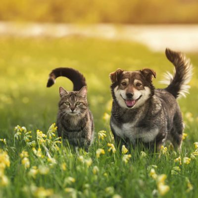 Dog and cat in meadow